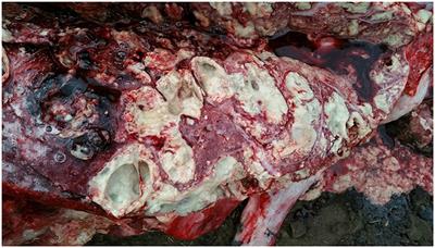 Fatal Tuberculosis in a Free-Ranging African Elephant and One Health Implications of Human Pathogens in Wildlife
